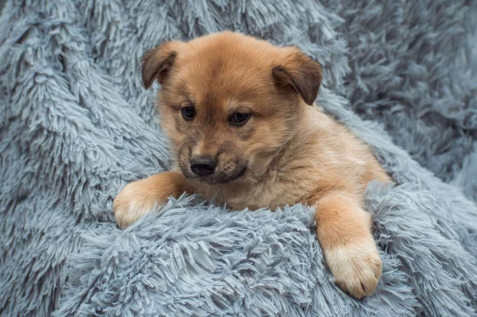 Собаки в Москве: Крохе Паппи нужен дом  Девочка, Бесплатно - фото 2