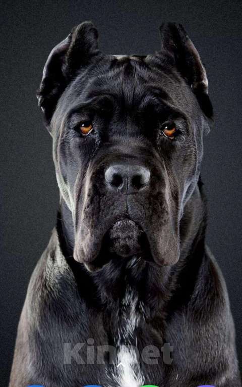 Собаки в Городце: Отдам в добрые руки Девочка, Бесплатно - фото 2