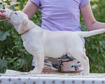 Собаки в Твери: Продажа щенков лабрадора ретривера. Девочка, 50 000 руб. - фото 2