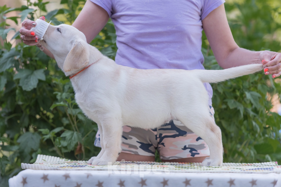 Собаки в Твери: Продажа щенков лабрадора ретривера. Девочка, 50 000 руб. - фото 2