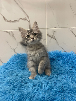 Сибирские голубые кошечки