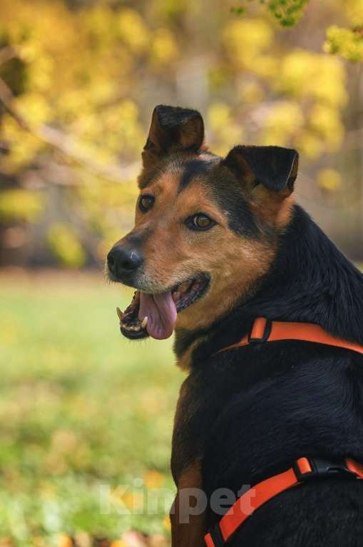 Собаки в Москве: Очаровательный сердцеед Шабак в поисках любящей семьи! Мальчик, Бесплатно - фото 2