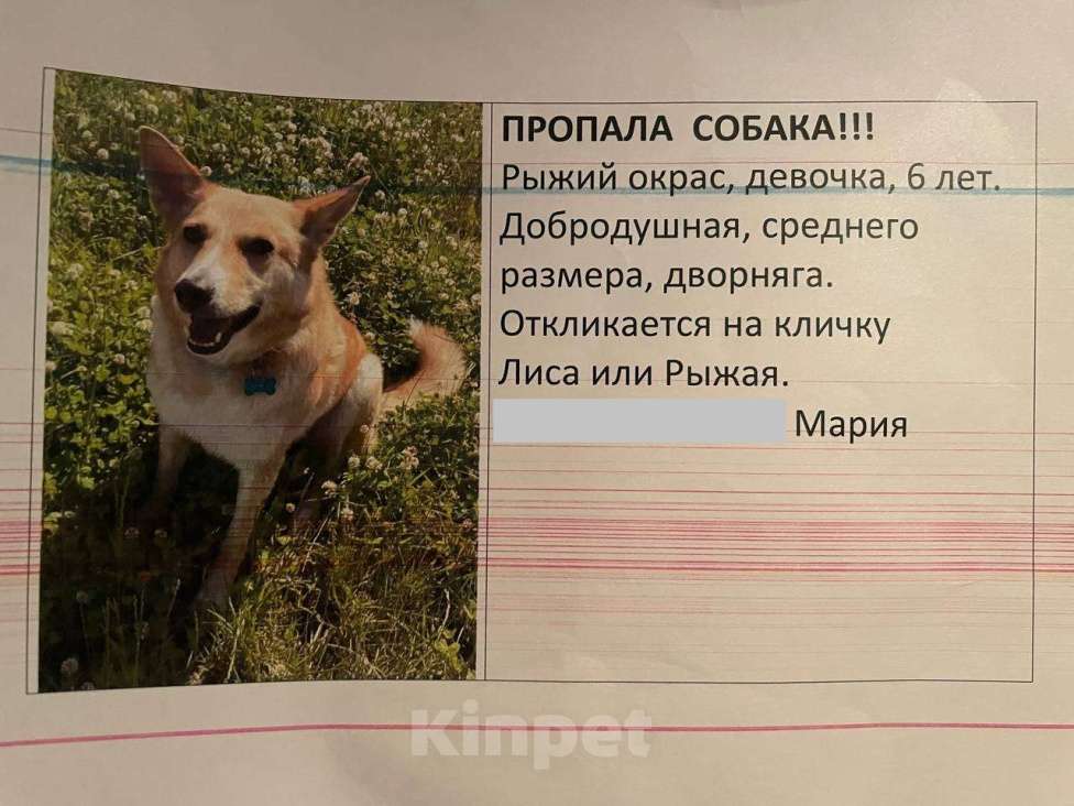 Собаки в других городах Московской области: Потерялась любимая собака Девочка, 50 000 руб. - фото 3