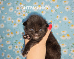 Кошки в Перми: Котята мейн-кун Девочка, 45 000 руб. - фото 2