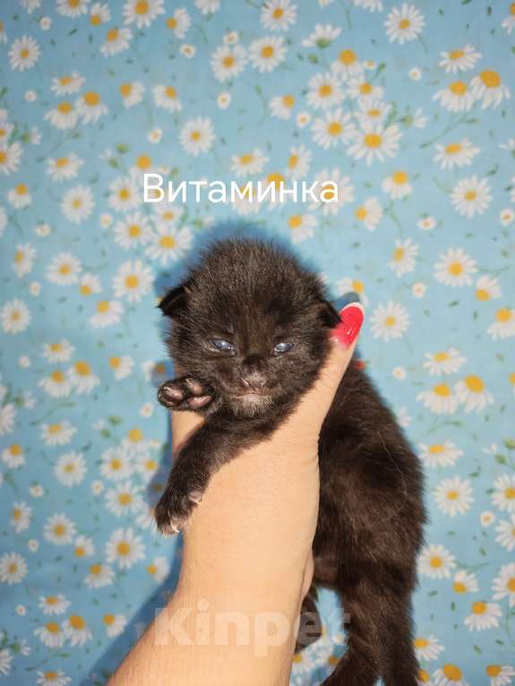 Кошки в Перми: Котята мейн-кун Девочка, 45 000 руб. - фото 2