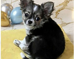 Собаки в Москве: Чихуахуа мальчик Мальчик, 40 000 руб. - фото 1