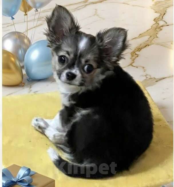 Собаки в Москве: Чихуахуа мальчик Мальчик, 40 000 руб. - фото 1