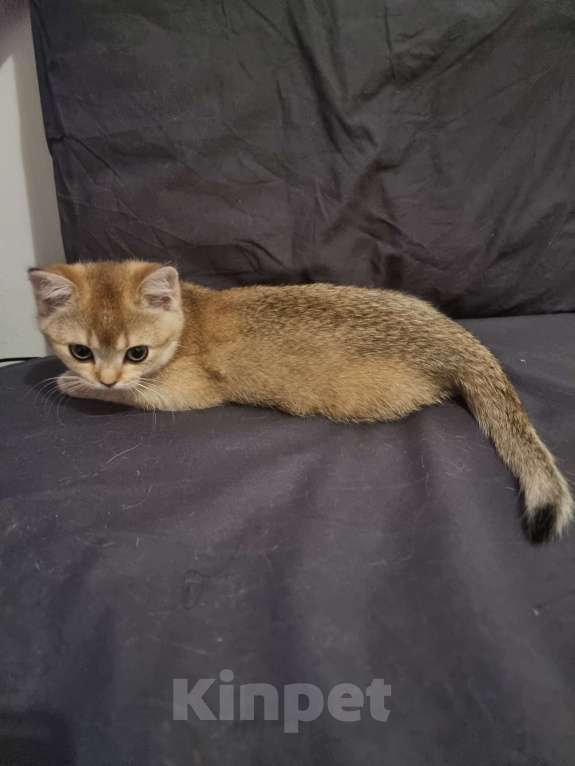 Кошки в Москве: Золотая шиншилла  Девочка, 20 000 руб. - фото 6