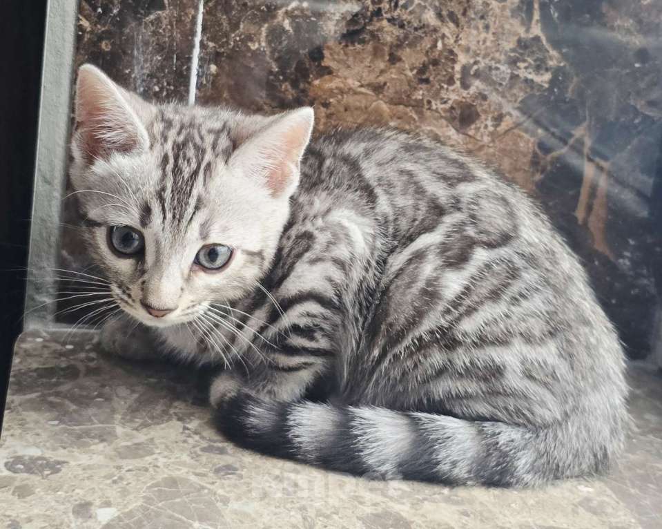 Кошки в Пятигорске: Бенгальский котоенок Девочка, 50 000 руб. - фото 1