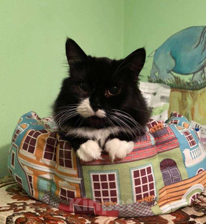 Кошки в Москве: Спокойная пушистая маркизная красавица Мотя в добрые руки Девочка, 1 руб. - фото 5