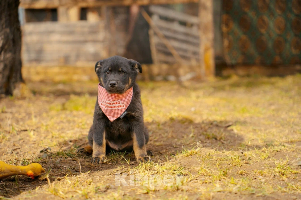 Собаки в Красногорске: Щенок мальчик Юджин 2 месяца Мальчик, Бесплатно - фото 7