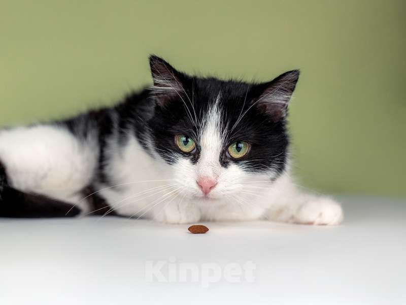 Кошки в Москве: Очаровательная ласкуша Рыбка в добрые руки Девочка, Бесплатно - фото 6