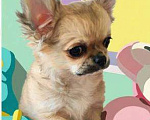 Собаки в Москве: Чихуахуа мальчик Мальчик, 45 000 руб. - фото 1