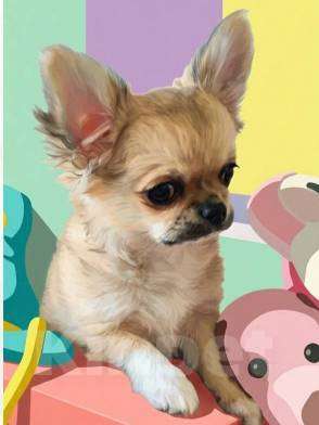 Собаки в Москве: Чихуахуа мальчик Мальчик, 45 000 руб. - фото 1