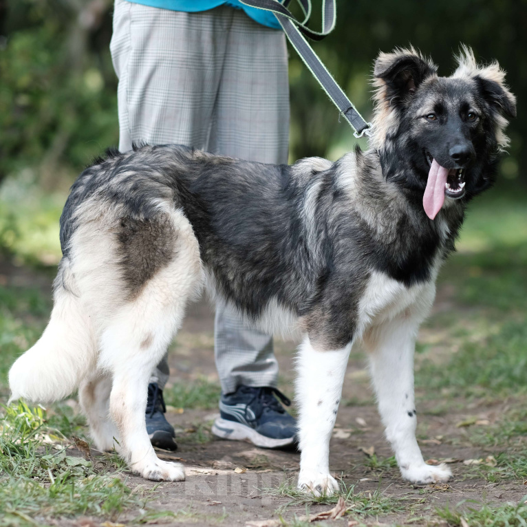 Собаки в Москве: Дейзи Девочка, Бесплатно - фото 3