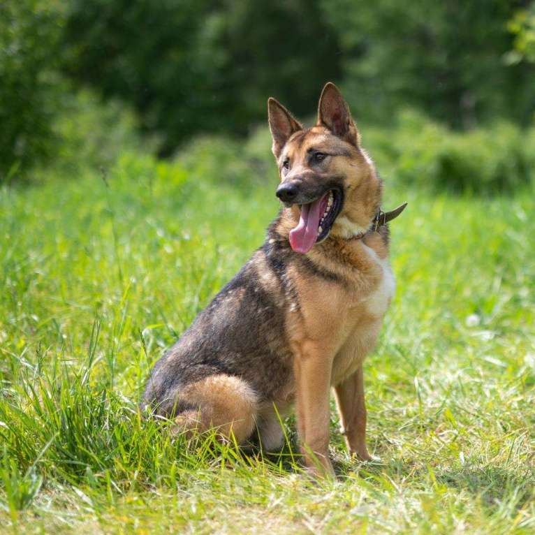 Собаки в Москве: Кай Мальчик, Бесплатно - фото 2