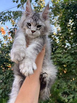 Объявление: Котята мейн-кун, 60 000 руб., Смоленск