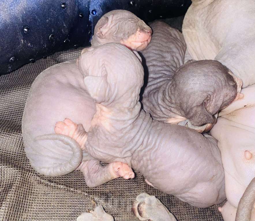 Кошки в Сочи: Канадский сфинкс  Девочка, 20 000 руб. - фото 7