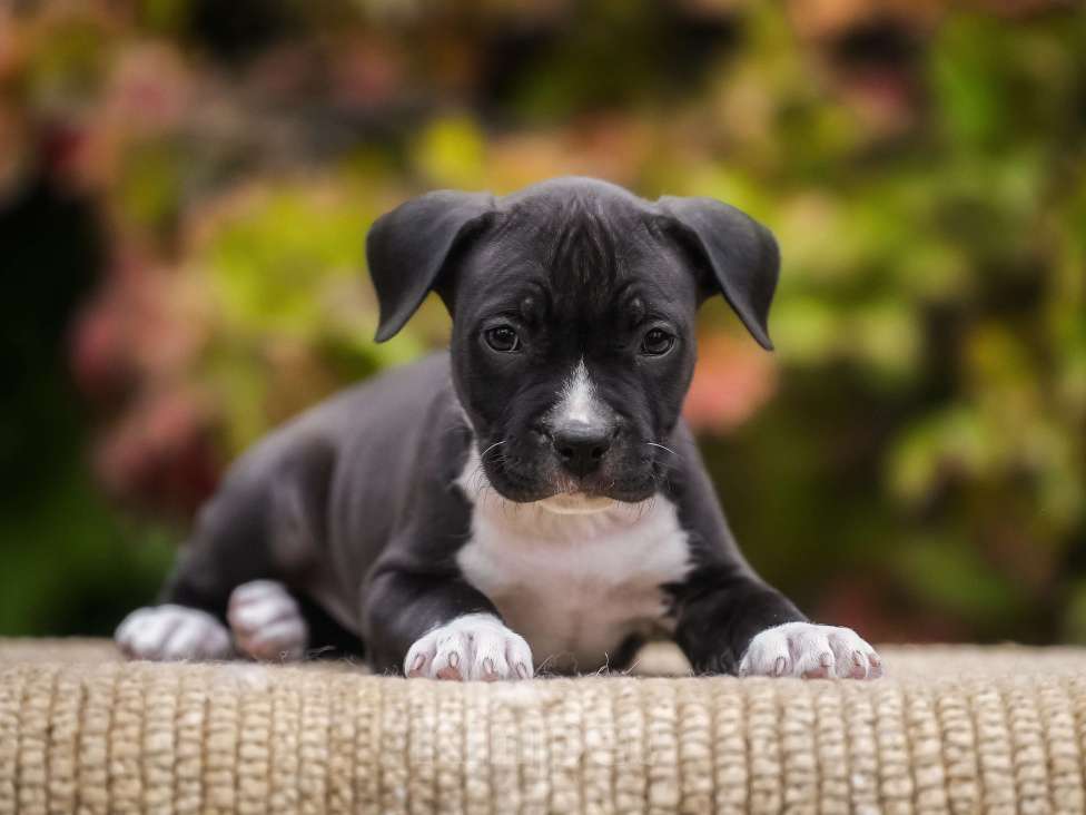 Собаки в других городах Самарской области: Породные щенки АСТ из питомника Девочка, 50 000 руб. - фото 4