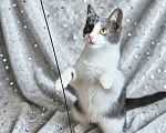 Кошки в Санкт-Петербурге: Очень ласковый котенок Мальчик, Бесплатно - фото 3