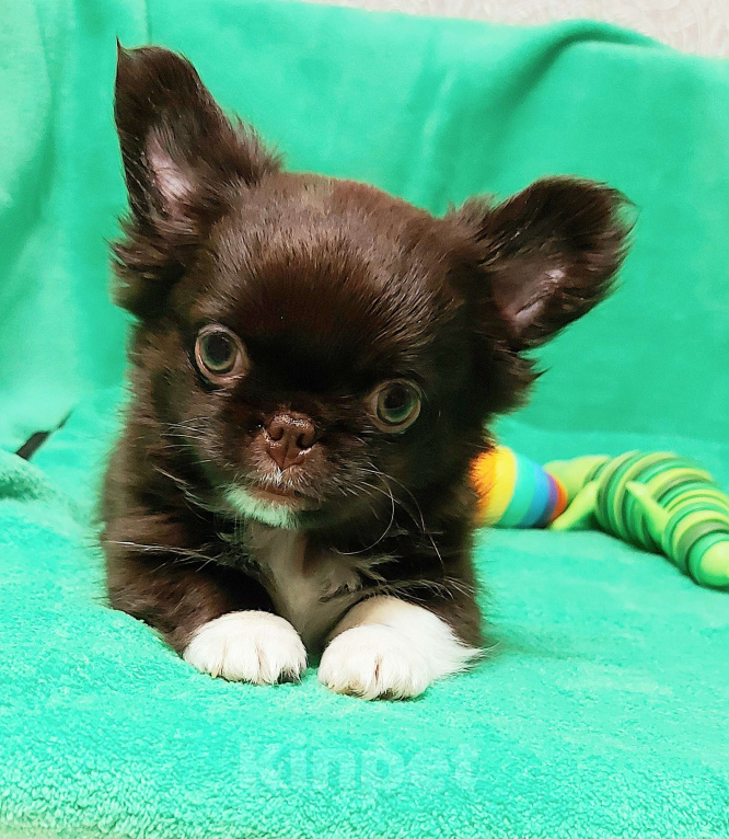 Собаки в Новосибирске: Мальчик Чихуахуа Мальчик, Бесплатно - фото 1