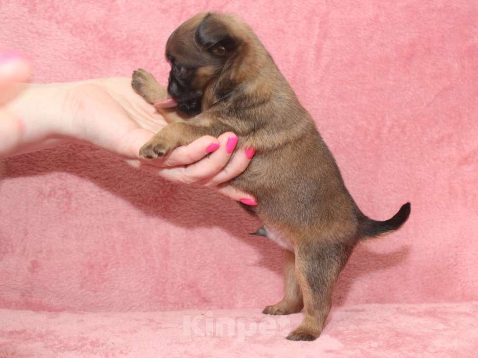 Собаки в Санкт-Петербурге: Щенок пти брабансона  Мальчик, 80 000 руб. - фото 4