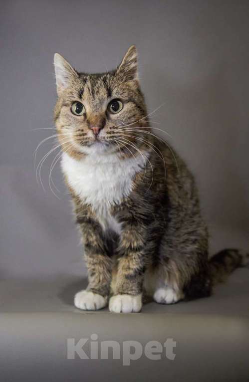 Кошки в Москве: Кошечка Девочка, Бесплатно - фото 7