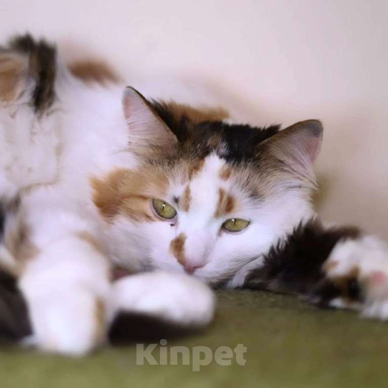 Кошки в Москве: Таких, как Муся, не выбирают Девочка, Бесплатно - фото 3