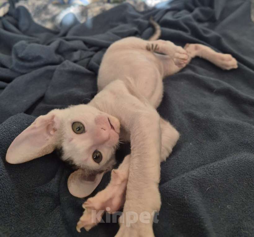 Кошки в Москве: Котенок Корниш Рекс Мальчик, 35 000 руб. - фото 8