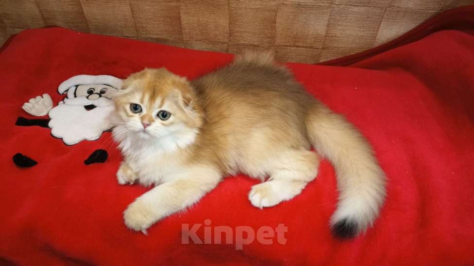 Кошки в Москве: Вислоухая куколка Девочка, 20 000 руб. - фото 2