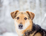 Собаки в Москве: Джой Мальчик, Бесплатно - фото 2