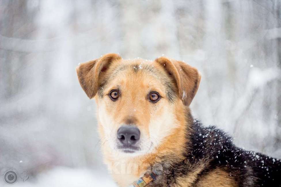 Собаки в Москве: Джой Мальчик, Бесплатно - фото 2