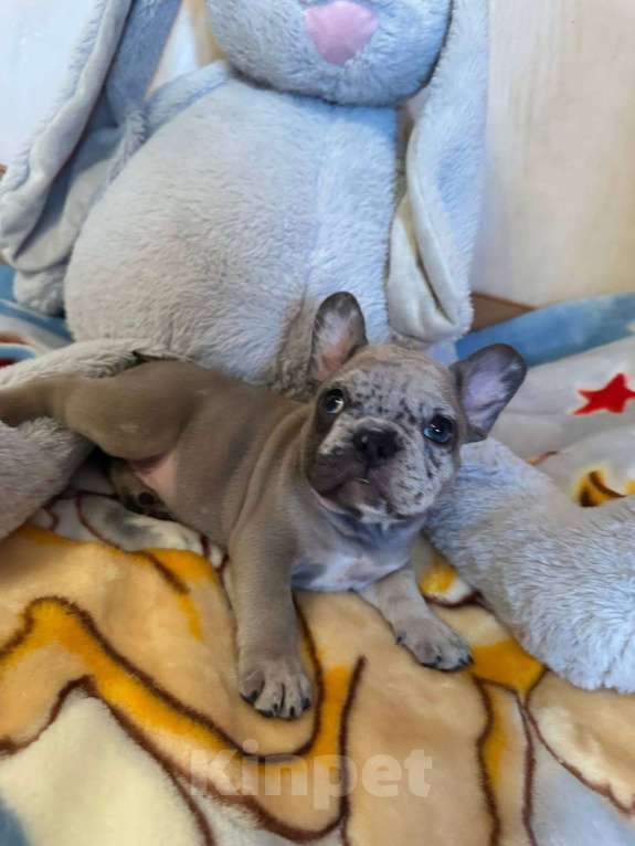 Собаки в Саратове: Мальчик мерле Мальчик, 50 000 руб. - фото 6