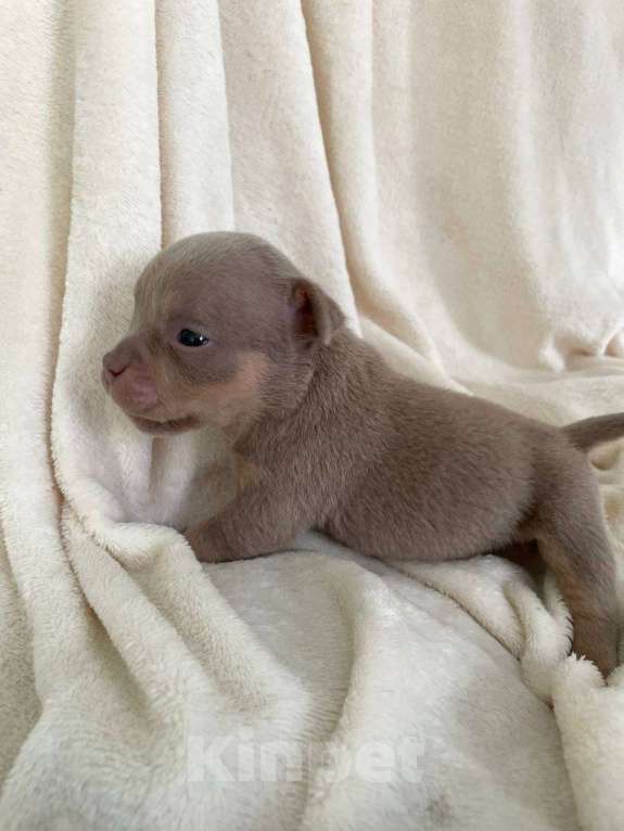 Собаки в Санкт-Петербурге: Щенок Американского булли sm_bulli Mia Девочка, 130 000 руб. - фото 2