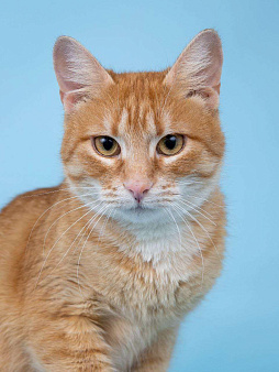 кошка Морошка ищет дом