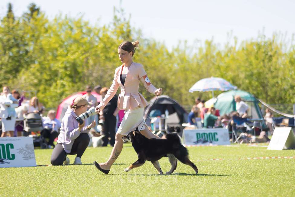 Собаки в Москве: Сиба ину Гранд Чемпион вязка, щенки Мальчик, Бесплатно - фото 4