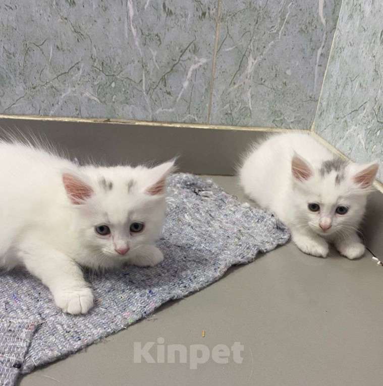 Кошки в Москве: Пушистая беленькая малютка грустит взаперти 💔 Девочка, Бесплатно - фото 4