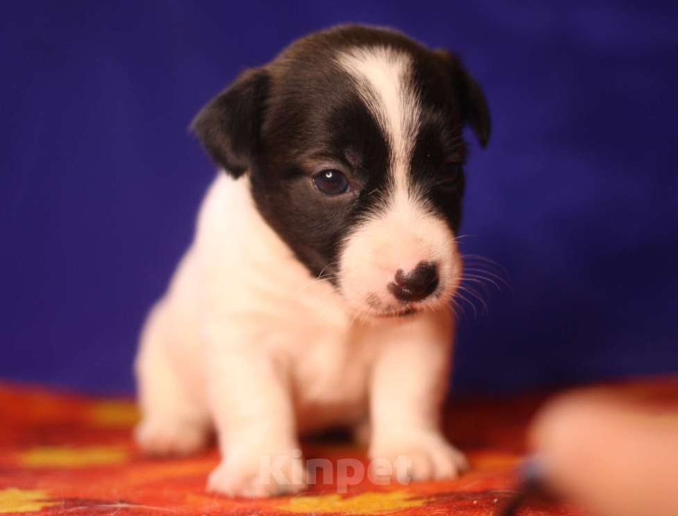 Собаки в Всеволожске: Щенок дрт девочка гладкая бело черная Девочка, 50 000 руб. - фото 4