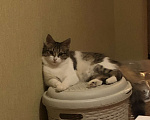 Кошки в Астрахани: Отдаю кошку в хорошие руки Девочка, Бесплатно - фото 2