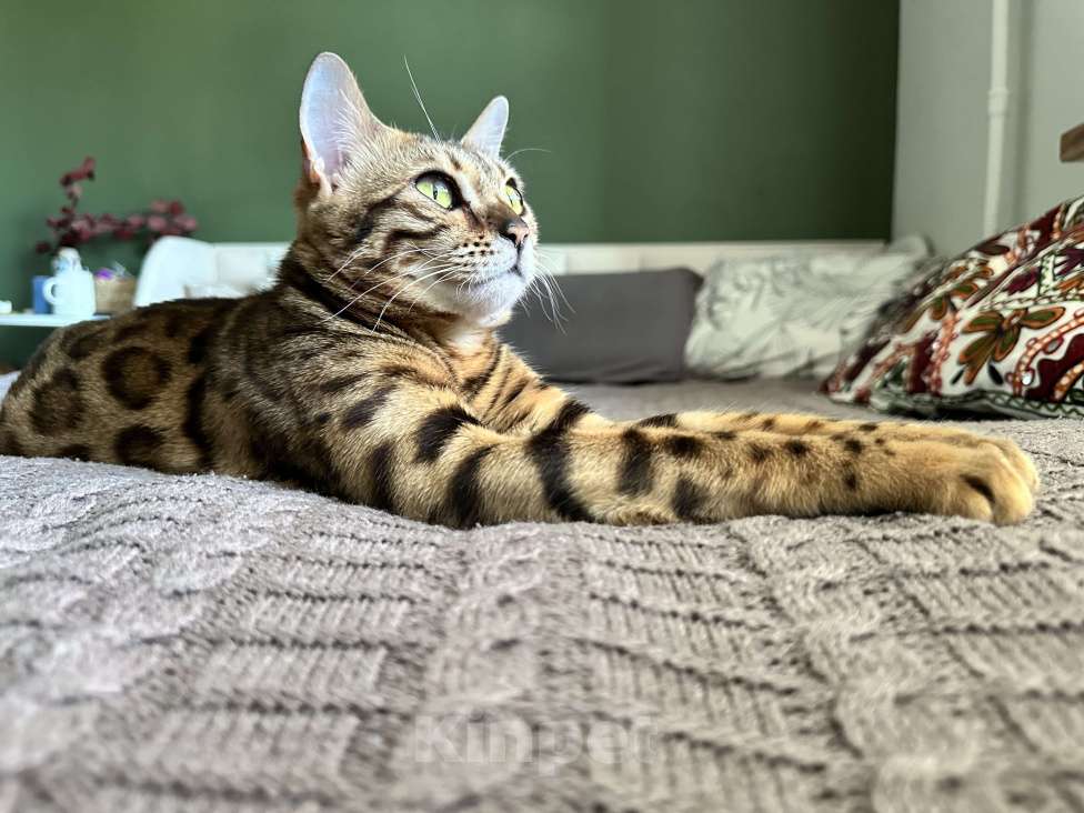 Кошки в Смоленске: Бенгальский котенок Разнополые, 30 000 руб. - фото 2
