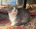 Кошки в Калуге: Котенок Мальчик, Бесплатно - фото 4