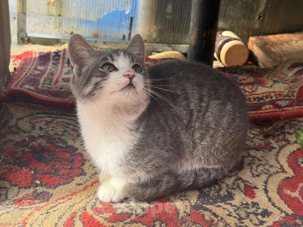Кошки в Калуге: Котенок Мальчик, Бесплатно - фото 4