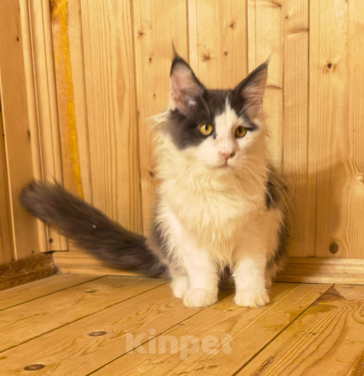 Кошки в других городах Московской области: Кошечки мейн кун в оригинальном, необычном окрасе. Девочка, 40 000 руб. - фото 3