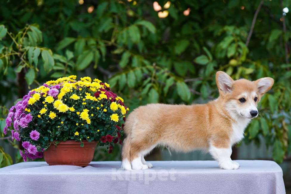 Собаки в других городах Воронежской области: Гото Предестинация Харитон Мальчик, 60 000 руб. - фото 2