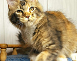 Кошки в Мытищах: Котенок Мейн кун Девочка, 40 000 руб. - фото 4