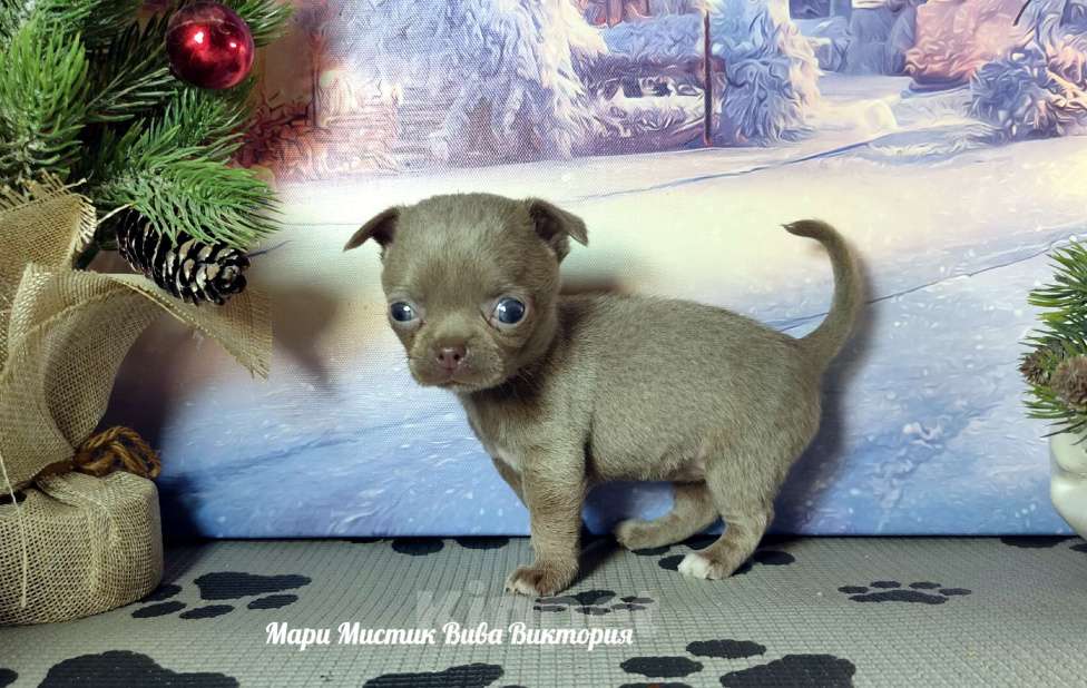 Собаки в Санкт-Петербурге: Лиловая МИНИ Вива Виктория вес 350 грамм чихуахуа Девочка, 120 000 руб. - фото 7