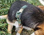 Собаки в Сочи: Аэра нашли работники Аэропорт Сочи в зоне вылета. Отправка в любой город Девочка, Бесплатно - фото 2