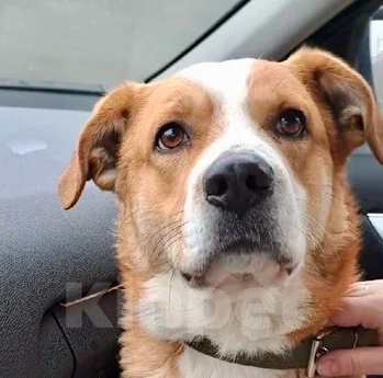 Собаки в Москве: Рик Мальчик, Бесплатно - фото 3