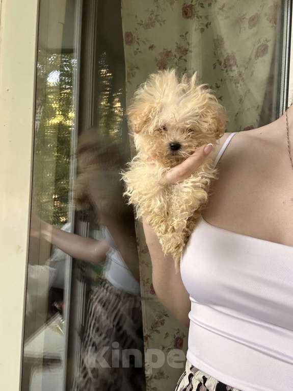 Собаки в Москве: Мальтипу девочка микро Девочка, 85 000 руб. - фото 3