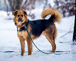 Собаки в Москве: Ваш самый верный друг, молодой пес Хьюго в добрые руки Мальчик, 10 руб. - фото 2